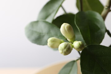 Citrus flower on a branch