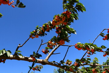 Ripe fruits on a fruit tree in a city park.