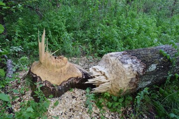 A tree felled by a beaver