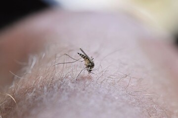 Mosquoto