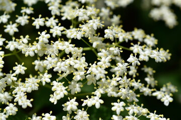 Kleine weiße Holunderblüten im Frühling