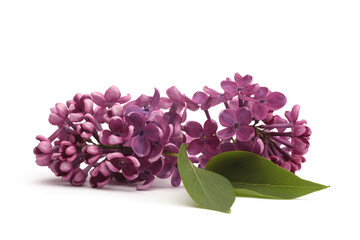 Purple pink Lilac flower branch bouquet on white. Nature background.