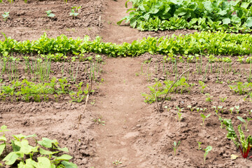 rows of plants in the garden