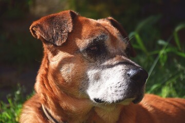 Obraz premium Show dog of breed of beagle on a natural green background