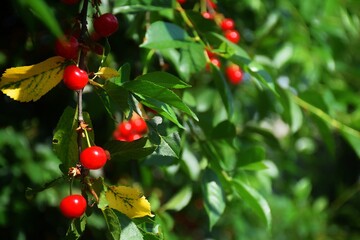 Close up of a bunch of bright red cherries shot from above.
