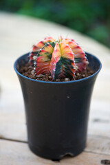 Gymnocalycium sp. in flower pot