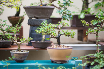 Little bonsai tree in flower pot