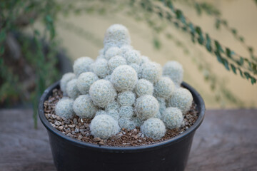 Mammillaria Plumosa or  Feather Cactus