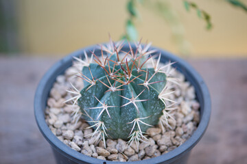 Mero cactus in flower pot
