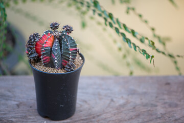 Gymnocalycium sp. in flower pot