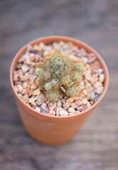 Mammillaria prolifera cactus in pot