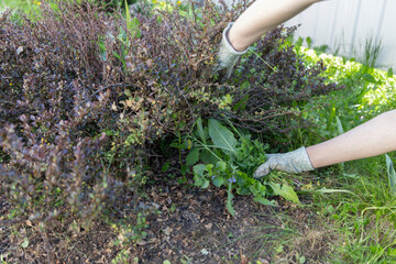 A woman wearing gloves pulls out weeds around a red bush with green and yellow leaves. The focus is...