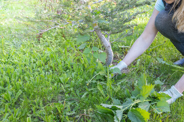 A person wearing garden gloves is engaged in the act of weeding around a coniferous tree,...