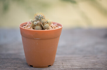 Mammillaria prolifera cactus in pot