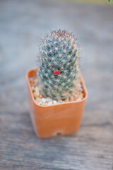 Mammillaria prolifera cactus in pot