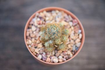 Mammillaria prolifera cactus in pot