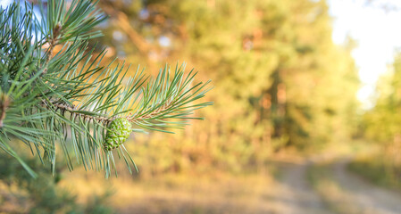 A close-up image of a single pine branch with a small green cone, reaching out into the blurred...
