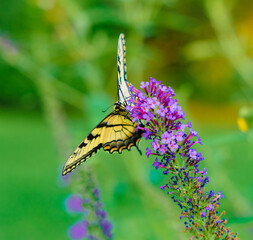 Yellow monarch on a flower