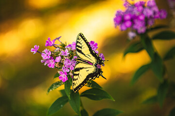 Yellow Monarch feeds from flower nectar