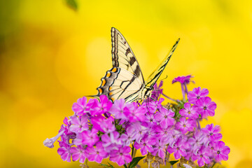 Yellow Monarch feeds from flower nectar