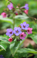 Fototapeta premium Lungwort (Pulmonaria) blooms in the wild spring forest
