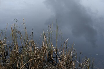 Dry broken reeds in the water of a lake, the surface of which reflects the gray sky with clouds