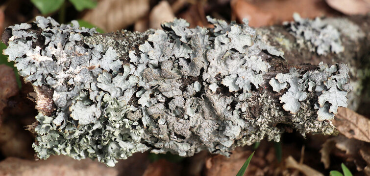 Parmelia sulcata is a species of lichen of the genus Parmelia (Parmelia) of the Parmeliaceae family.o