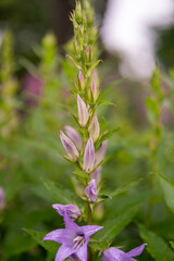 Flower of a lilac