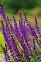 Close up of lavender flowers