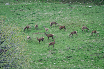 herd of deer