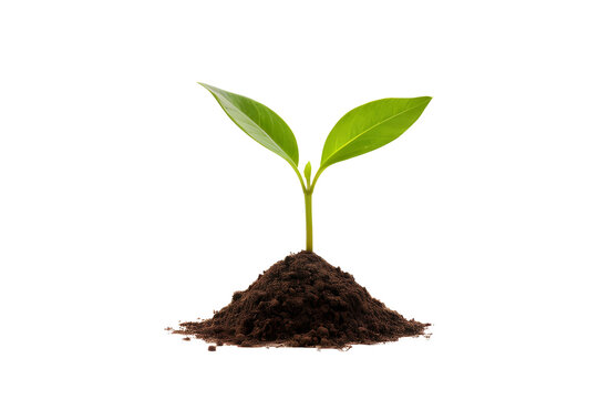 pequeno broto de planta crescendo do solo, em fundo transparente PNG