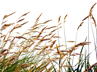 Flower Field in Transparent Background