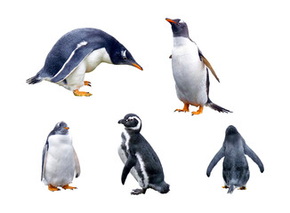 Several penguin Magellanus (Spheniscus magellanicus) in several poses, Ushuaia Penguin on a transparent background