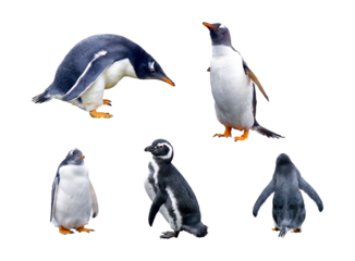 Several penguin Magellanus (Spheniscus magellanicus) in several poses, Ushuaia Penguin on a transparent background