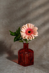 Gerbera flower in a red minimalistic vase on a grunge background. Birthday