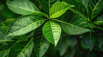 Fresh green leaves of Srikaya Annona squamosa in close up view