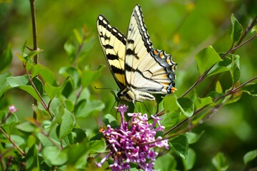 Yellow and black swallowtail butterfly rests and feeds on the nectar of a purple lilac bush on a beautiful summer day.