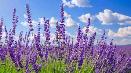 Obraz premium A lavender field sways under a blue sky with fluffy clouds, purple flowers contrasting the serene sky.