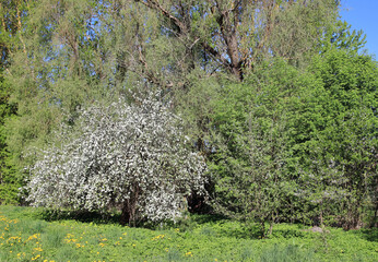 gardens bloom on a sunny day