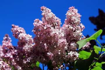 gardens bloom on a sunny day