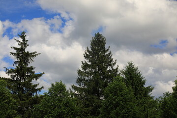 Partly cloudy sky behind an assortment of green trees