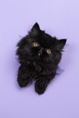 gatito tierno negro