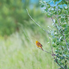 Male Yellowhammer, Emberiza citrinella, perched on a bush