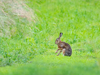 Little hare in the wet grass