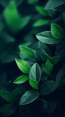 Fototapeta premium Close-up of green leaves