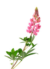 Pink lupine flower isolated on white background. Bunch of colorful lupines, spring flower.