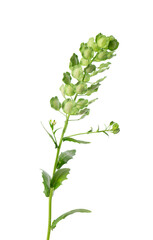 Naklejka premium Thlaspi arvense isolated on white background. Flattened, oval seedpods of Field Pennycress. Medicinal herb.