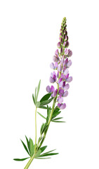 Obraz premium Violet lupine flower isolated on white background. Bunch of colorful lupines, spring flower.