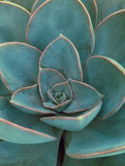 Fototapeta premium Close-up photograph of an Echeveria succulent plant