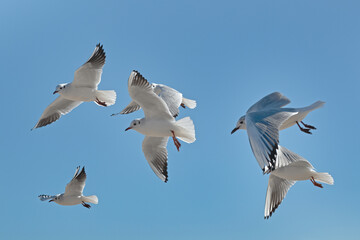 White seagulls soaring in the air against the blue sky